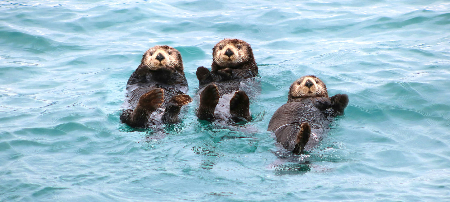 Guardians of the Kelp: Why Sea Otters Matter